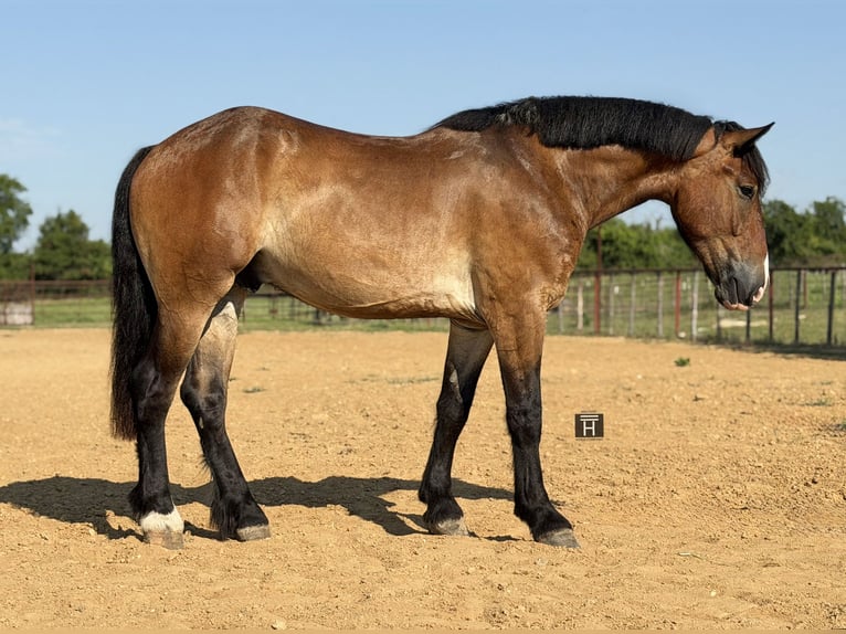 Cheval de trait Croisé Hongre 4 Ans Bai cerise in Weatherford