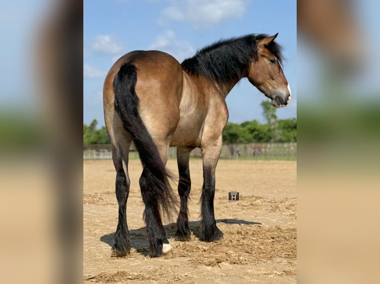 Cheval de trait Croisé Hongre 4 Ans Bai cerise in Weatherford