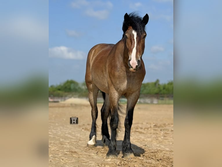 Cheval de trait Croisé Hongre 4 Ans Bai cerise in Weatherford