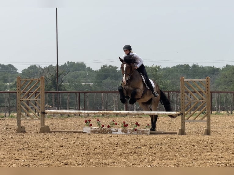Cheval de trait Croisé Hongre 4 Ans Bai cerise in Weatherford