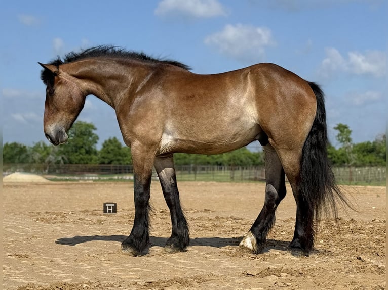 Cheval de trait Croisé Hongre 4 Ans Bai cerise in Weatherford