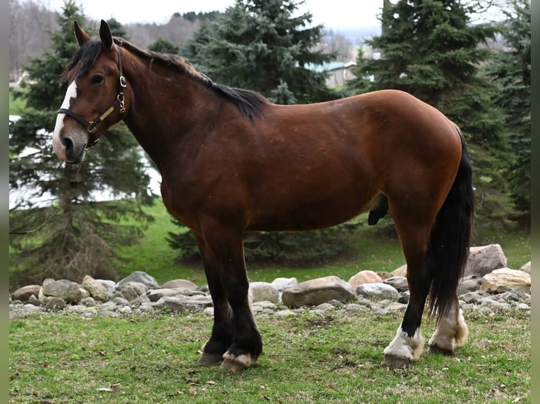 Cheval de trait Hongre 4 Ans Bai cerise in Warsaw KY