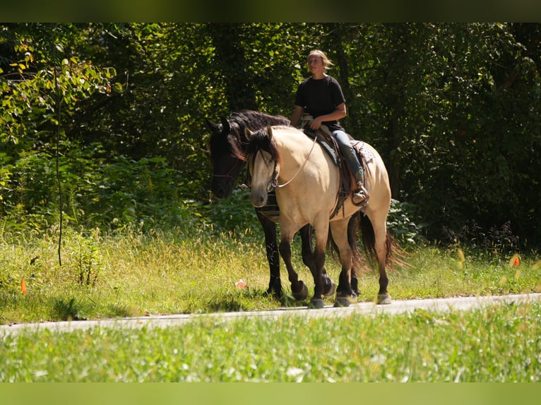 Cheval de trait Croisé Hongre 4 Ans Buckskin in Fresno