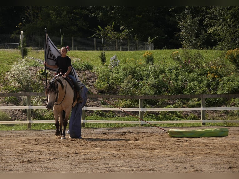 Cheval de trait Croisé Hongre 4 Ans Buckskin in Fresno