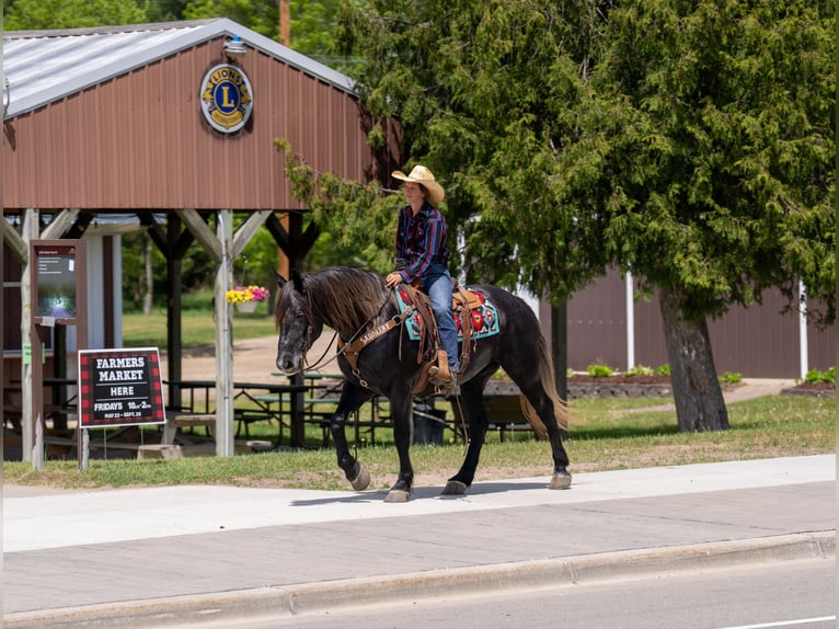 Cheval de trait Croisé Hongre 4 Ans Gris in Nevis
