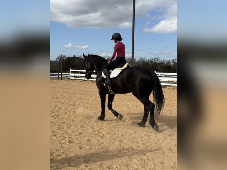 Cheval de trait Croisé Hongre 4 Ans Noir in Ripley