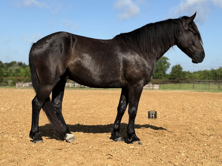 Cheval de trait Croisé Hongre 4 Ans Noir in Weatherford