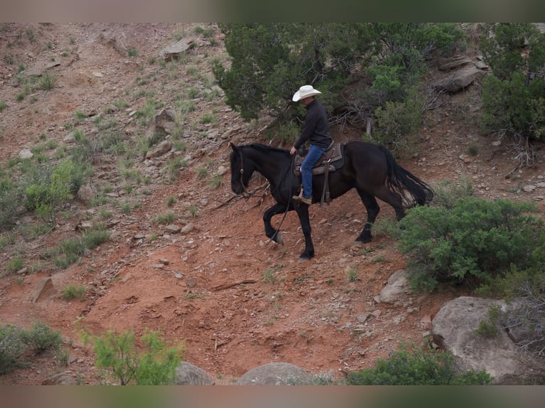 Cheval de trait Hongre 4 Ans Noir in Sweet Springs MO