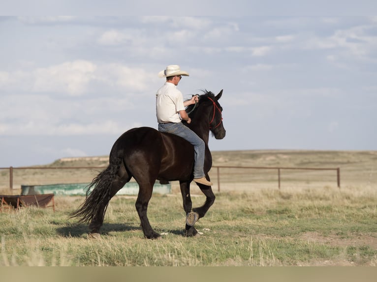 Cheval de trait Hongre 4 Ans Noir in Sweet Springs MO