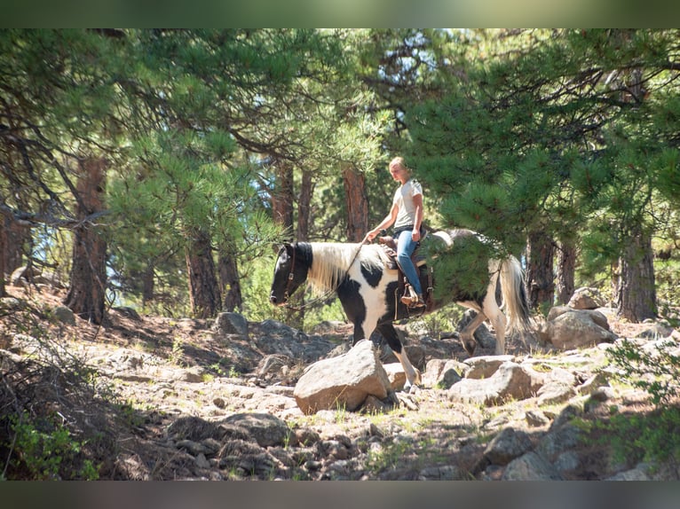 Cheval de trait Croisé Hongre 4 Ans Pinto in Westcliffe