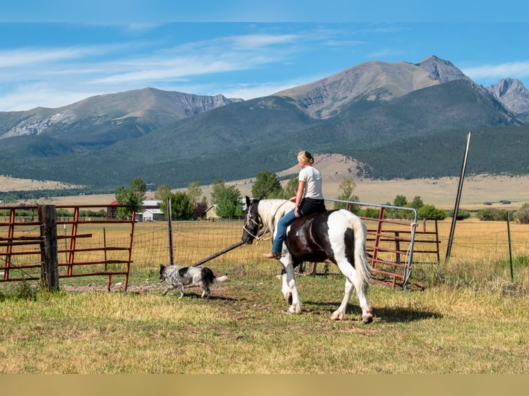 Cheval de trait Croisé Hongre 4 Ans Pinto in Westcliffe