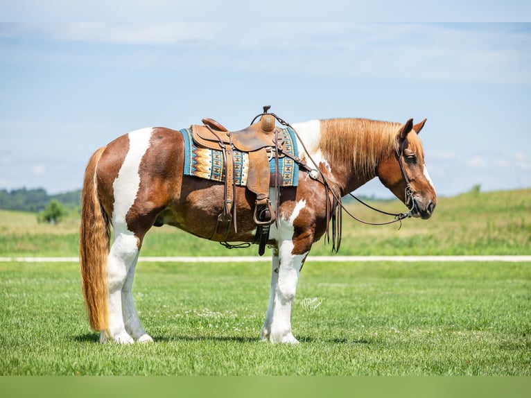 Cheval de trait Croisé Hongre 4 Ans Pinto in Dennison