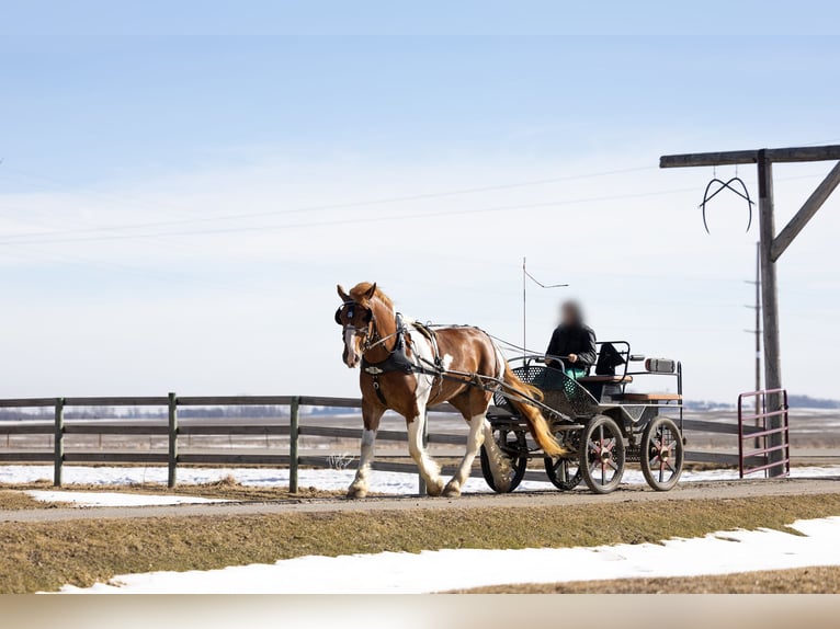 Cheval de trait Croisé Hongre 4 Ans Pinto in Dennison