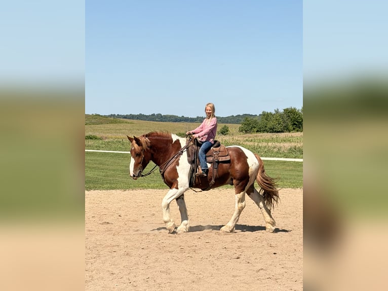 Cheval de trait Croisé Hongre 4 Ans Pinto in Dennison
