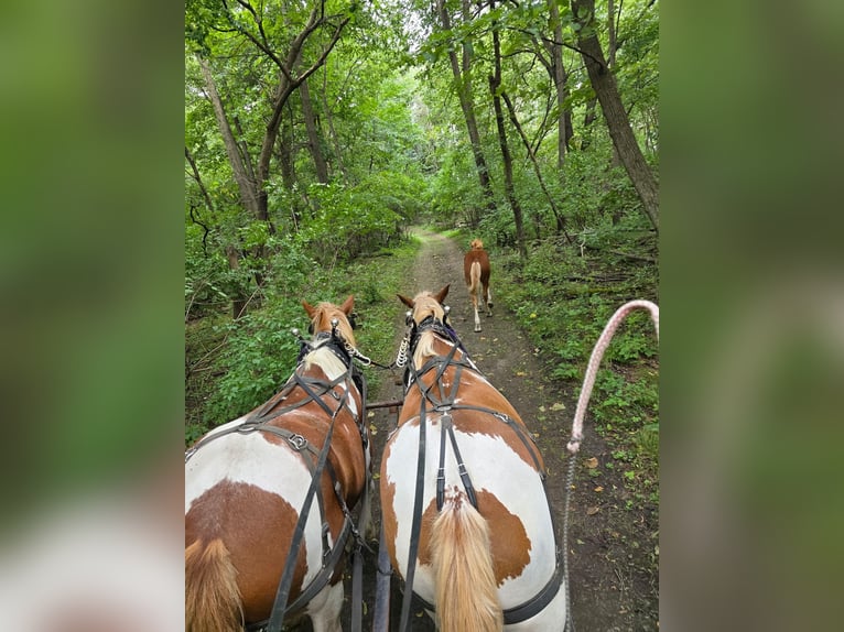 Cheval de trait Croisé Hongre 4 Ans Pinto in Dennison
