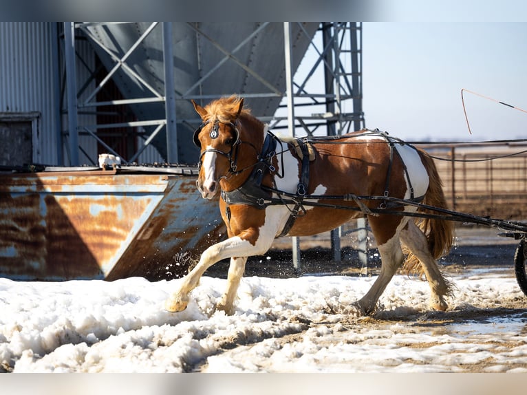 Cheval de trait Croisé Hongre 4 Ans Pinto in Dennison