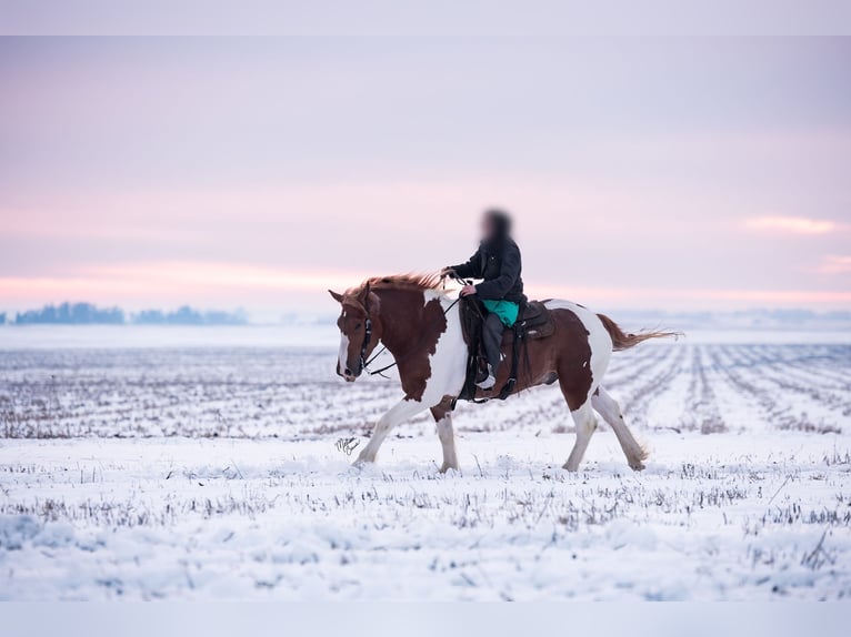 Cheval de trait Croisé Hongre 4 Ans Pinto in Dennison