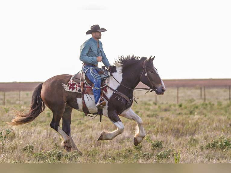 Cheval de trait Croisé Hongre 4 Ans Pinto in Ryan
