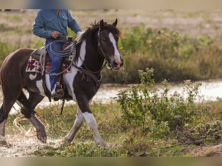 Cheval de trait Croisé Hongre 4 Ans Pinto in Ryan
