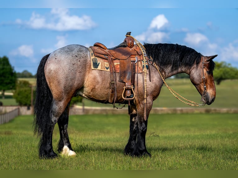 Cheval de trait Croisé Hongre 4 Ans Roan-Bay in Fort Worth
