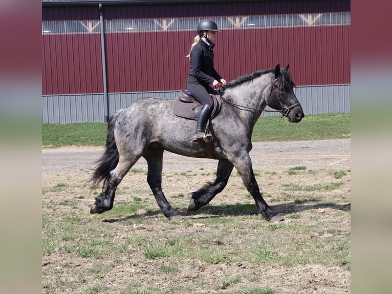 Cheval de trait Croisé Hongre 4 Ans Rouan Bleu in Howell