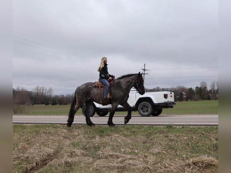 Cheval de trait Croisé Hongre 4 Ans Rouan Bleu in Howell