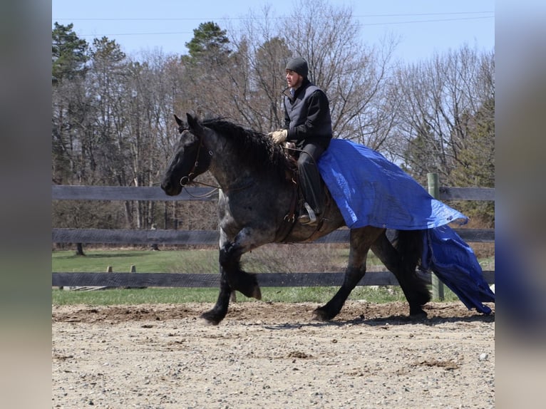 Cheval de trait Croisé Hongre 4 Ans Rouan Bleu in Howell