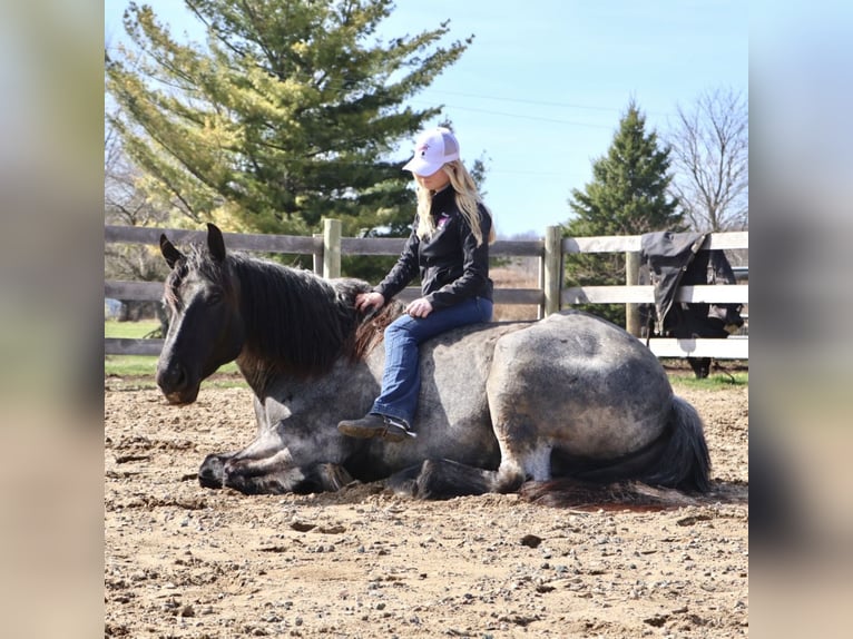 Cheval de trait Croisé Hongre 4 Ans Rouan Bleu in Howell