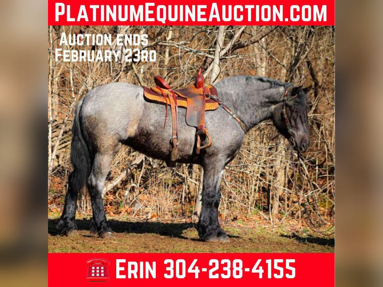 Cheval de trait Hongre 4 Ans Rouan Bleu in Flemingsburg KY