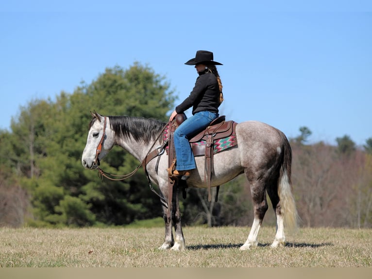 Cheval de trait Croisé Hongre 5 Ans 140 cm Gris in Clarion