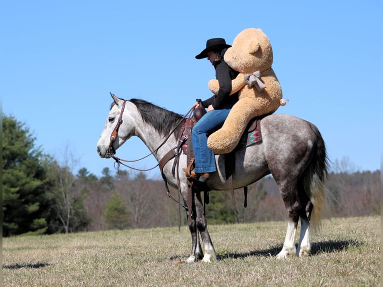 Cheval de trait Croisé Hongre 5 Ans 140 cm Gris in Clarion