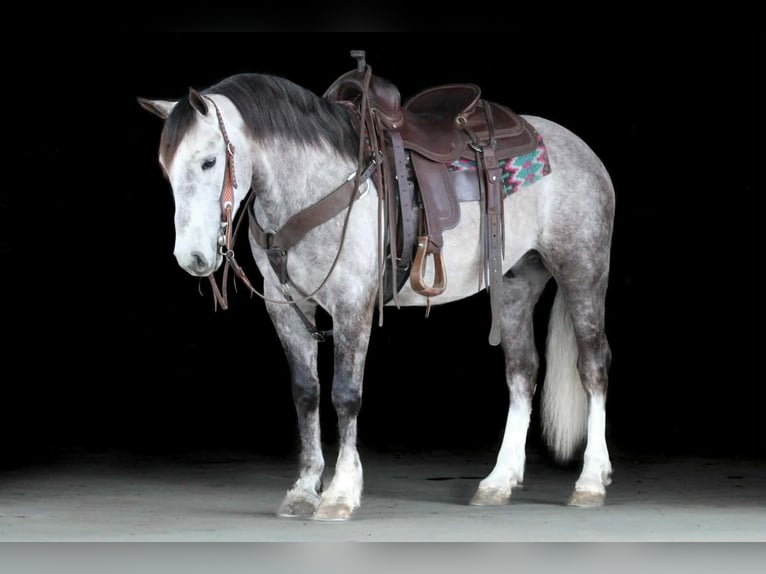 Cheval de trait Croisé Hongre 5 Ans 140 cm Gris in Clarion