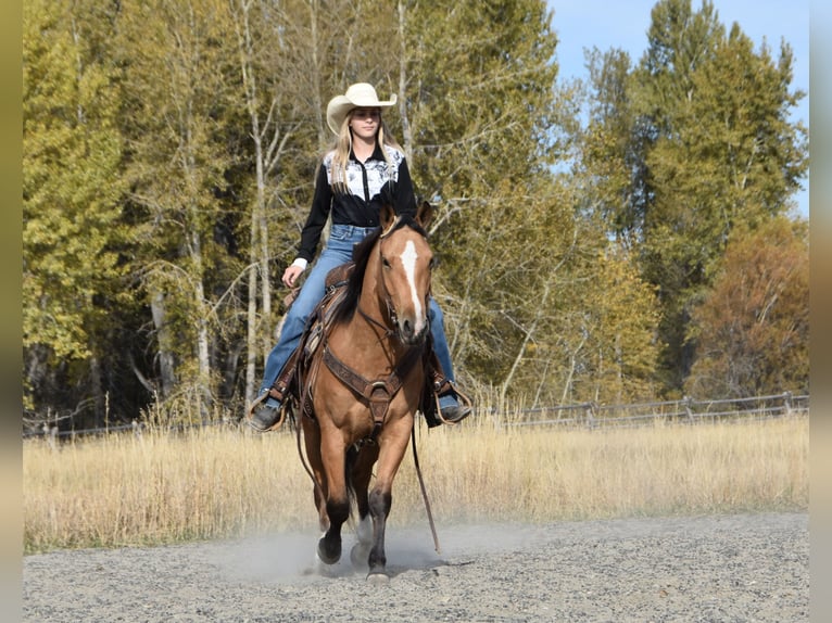 Cheval de trait Croisé Hongre 5 Ans 142 cm Buckskin in Bozeman