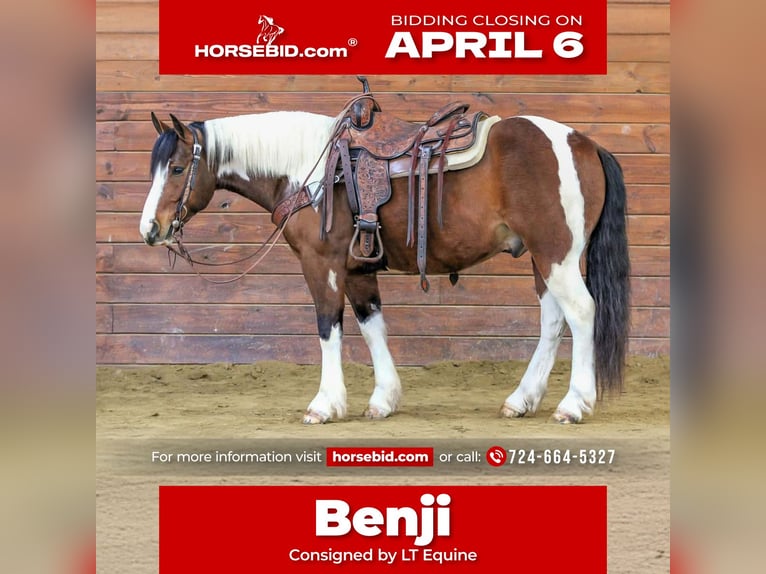 Cheval de trait Croisé Hongre 5 Ans 145 cm Pinto in Clarion