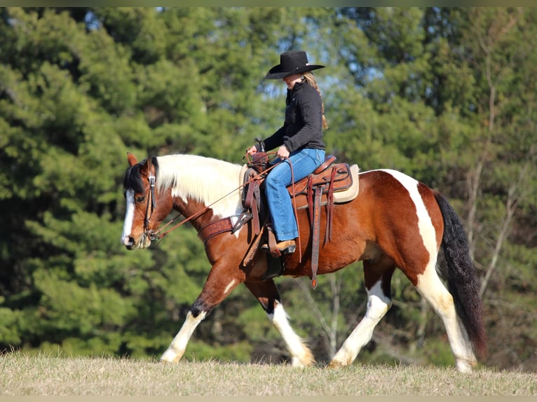 Cheval de trait Croisé Hongre 5 Ans 145 cm Pinto in Clarion