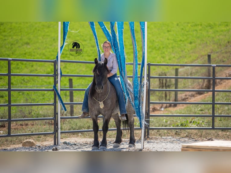 Cheval de trait Croisé Hongre 5 Ans 145 cm Rouan Bleu in Fredericksburg