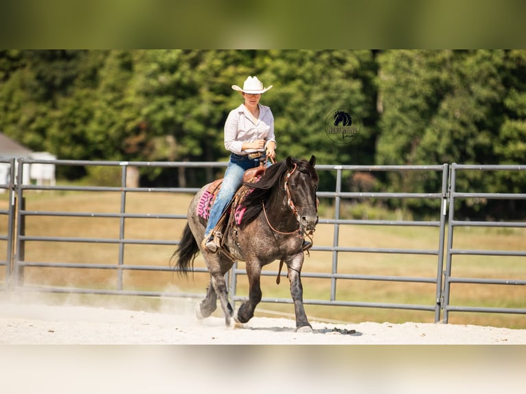 Cheval de trait Croisé Hongre 5 Ans 145 cm Rouan Bleu in Fredericksburg