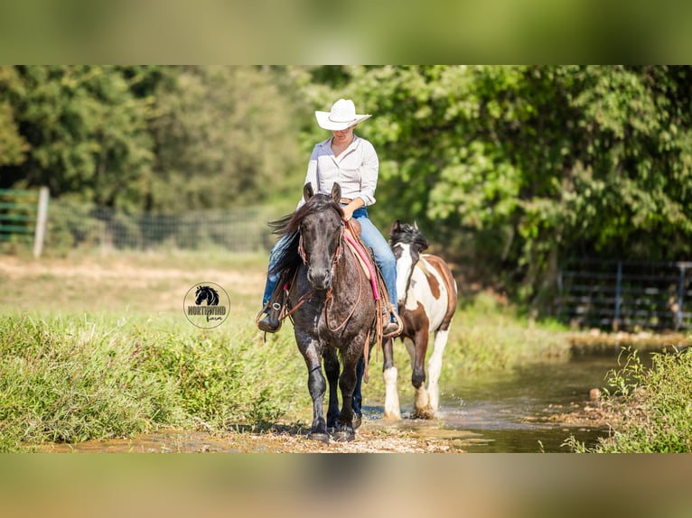 Cheval de trait Croisé Hongre 5 Ans 145 cm Rouan Bleu in Fredericksburg