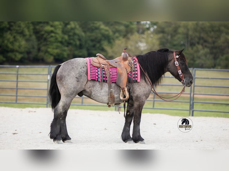 Cheval de trait Croisé Hongre 5 Ans 145 cm Rouan Bleu in Fredericksburg
