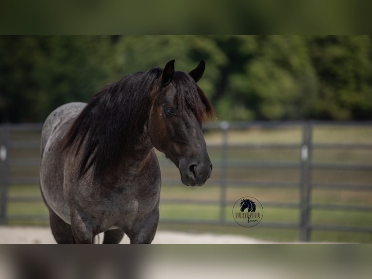 Cheval de trait Croisé Hongre 5 Ans 145 cm Rouan Bleu in Fredericksburg