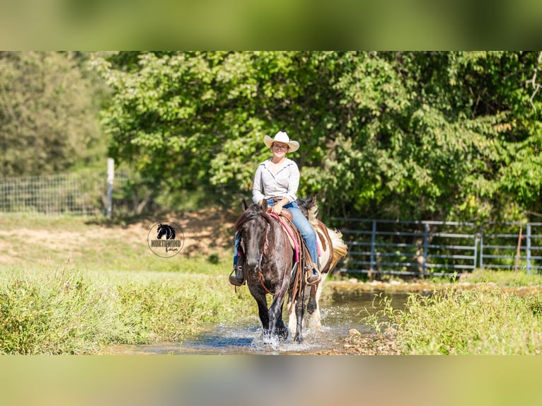 Cheval de trait Croisé Hongre 5 Ans 145 cm Rouan Bleu in Fredericksburg