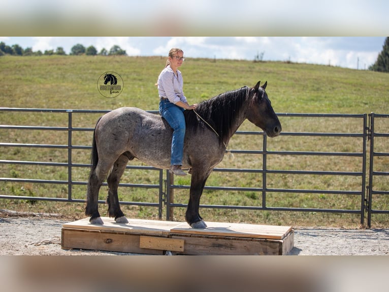 Cheval de trait Croisé Hongre 5 Ans 145 cm Rouan Bleu in Fredericksburg