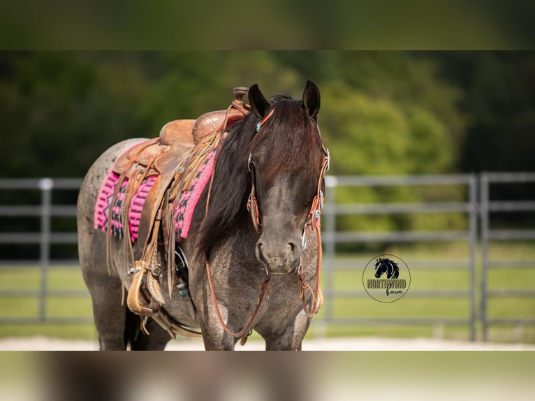 Cheval de trait Croisé Hongre 5 Ans 145 cm Rouan Bleu in Fredericksburg