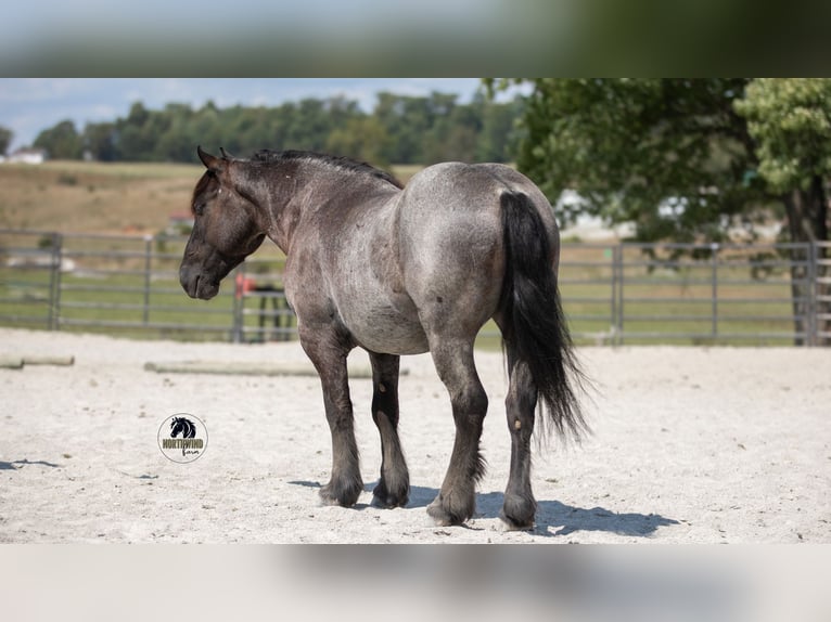 Cheval de trait Croisé Hongre 5 Ans 145 cm Rouan Bleu in Fredericksburg