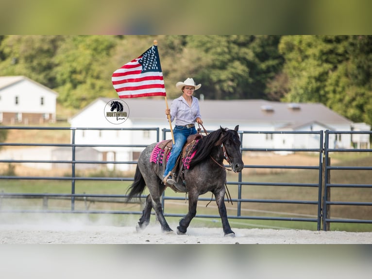 Cheval de trait Croisé Hongre 5 Ans 145 cm Rouan Bleu in Fredericksburg