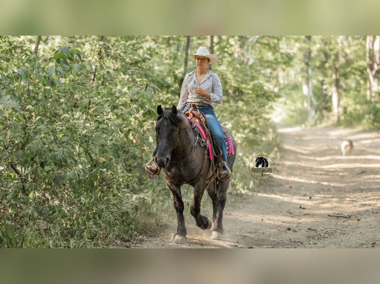 Cheval de trait Croisé Hongre 5 Ans 145 cm Rouan Bleu in Fredericksburg
