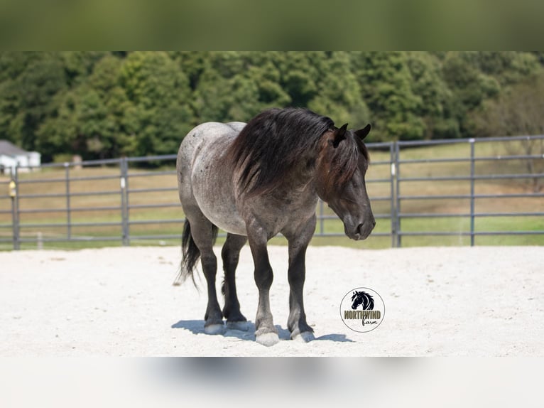 Cheval de trait Croisé Hongre 5 Ans 145 cm Rouan Bleu in Fredericksburg