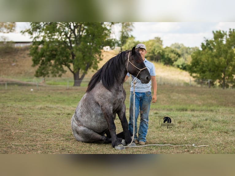 Cheval de trait Croisé Hongre 5 Ans 145 cm Rouan Bleu in Fredericksburg