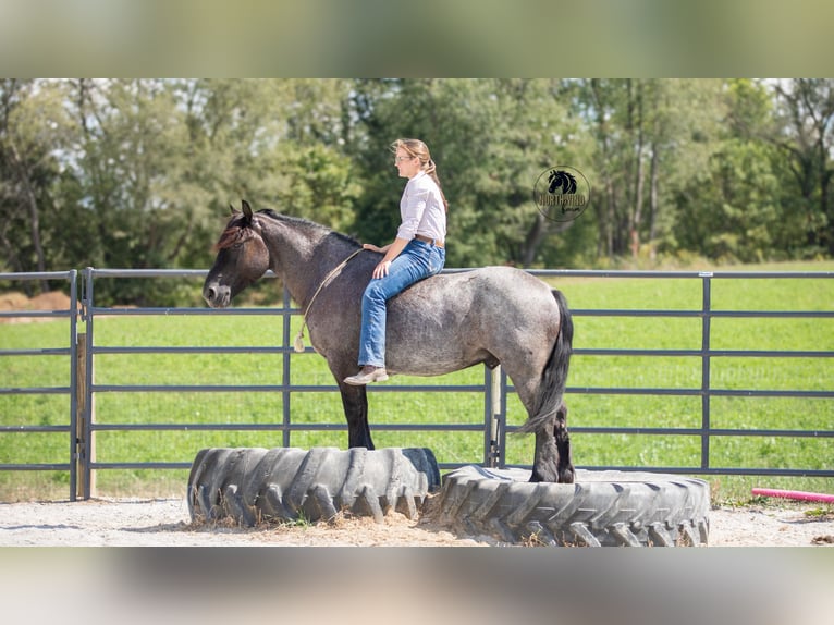 Cheval de trait Croisé Hongre 5 Ans 145 cm Rouan Bleu in Fredericksburg