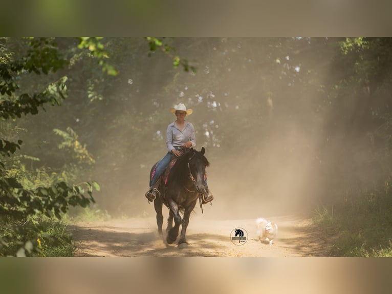Cheval de trait Croisé Hongre 5 Ans 145 cm Rouan Bleu in Fredericksburg